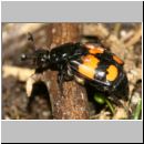 Necrophorus vespilloides - Totengraeber 06a.jpg
